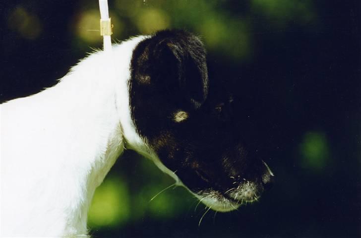 Glathåret foxterrier A - Foxingdane Governor  billede 5