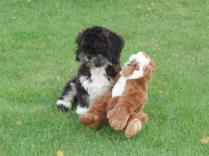 Lhasa apso Lui - Det er Lui til venstre!!! billede 1
