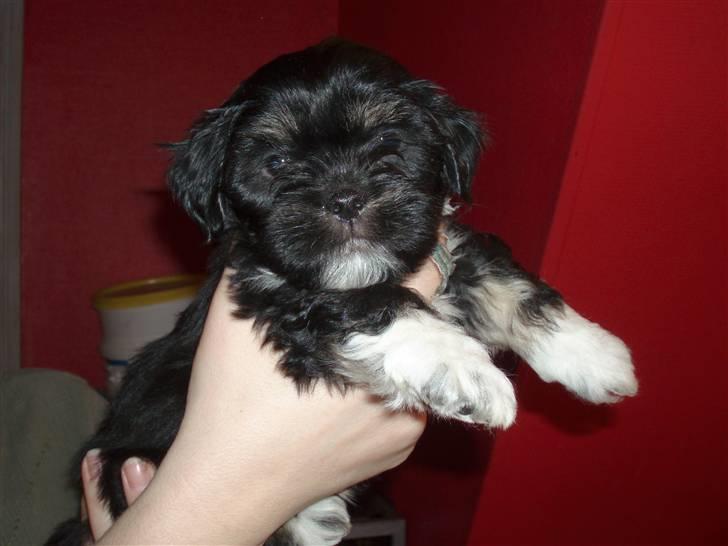 Lhasa apso Lui - Lui 7 uger gammel.  billede 2
