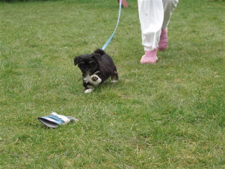 Lhasa apso Lui - Ude i haven. Lui elsker at lege med arbejds-handsker! billede 4