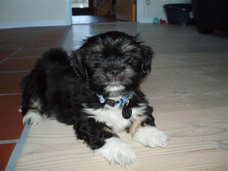 Lhasa apso Lui - Er jeg ikke bare sød! billede 5