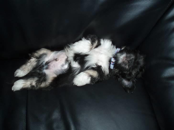 Lhasa apso Lui - Hvorfor "nøjes" med kurven, når sofaen er ledig? billede 6