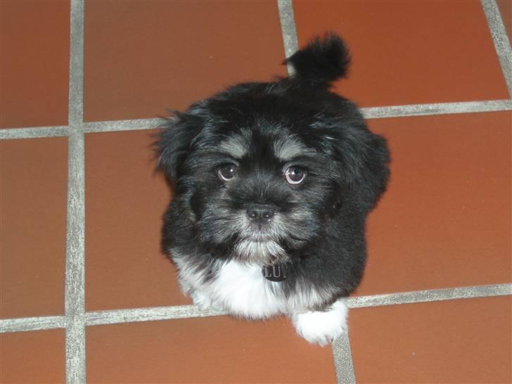 Lhasa apso Lui - Mit bedste "tigger-trick" er dette bedårende blik! billede 7