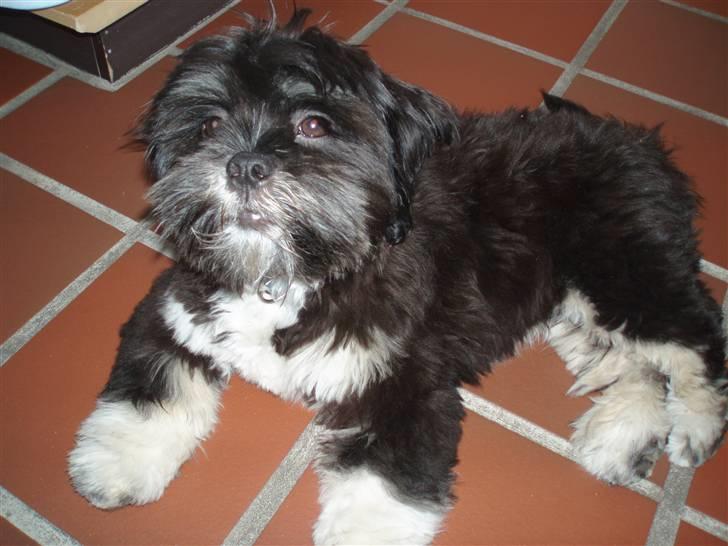 Lhasa apso Lui - Ja, mit trick virker og jeg trives og vokser fint! billede 8