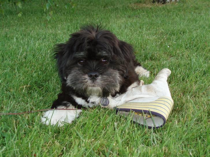 Lhasa apso Lui - Større hund, større arbejds-handsker! billede 9