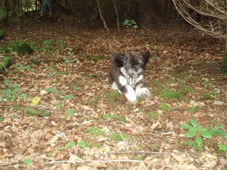 Lhasa apso Lui - Jubii, Lui på skovtur! billede 10