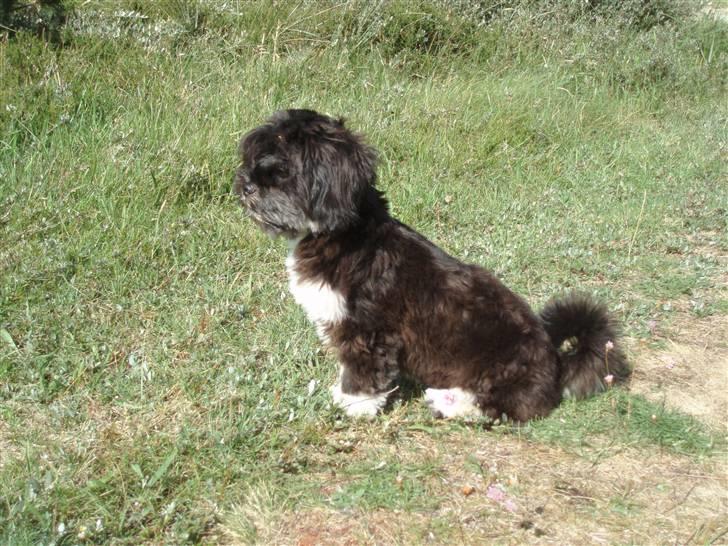 Lhasa apso Lui - Her vogter jeg :-) billede 11