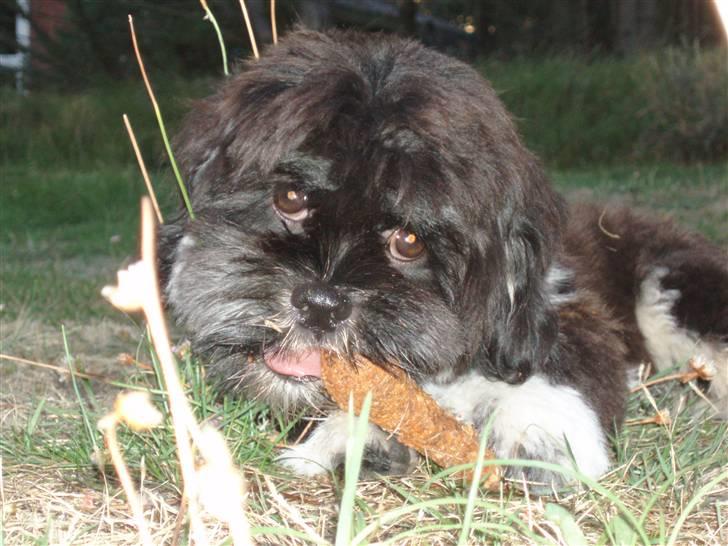 Lhasa apso Lui - nam-nam. Åh fryd! billede 12