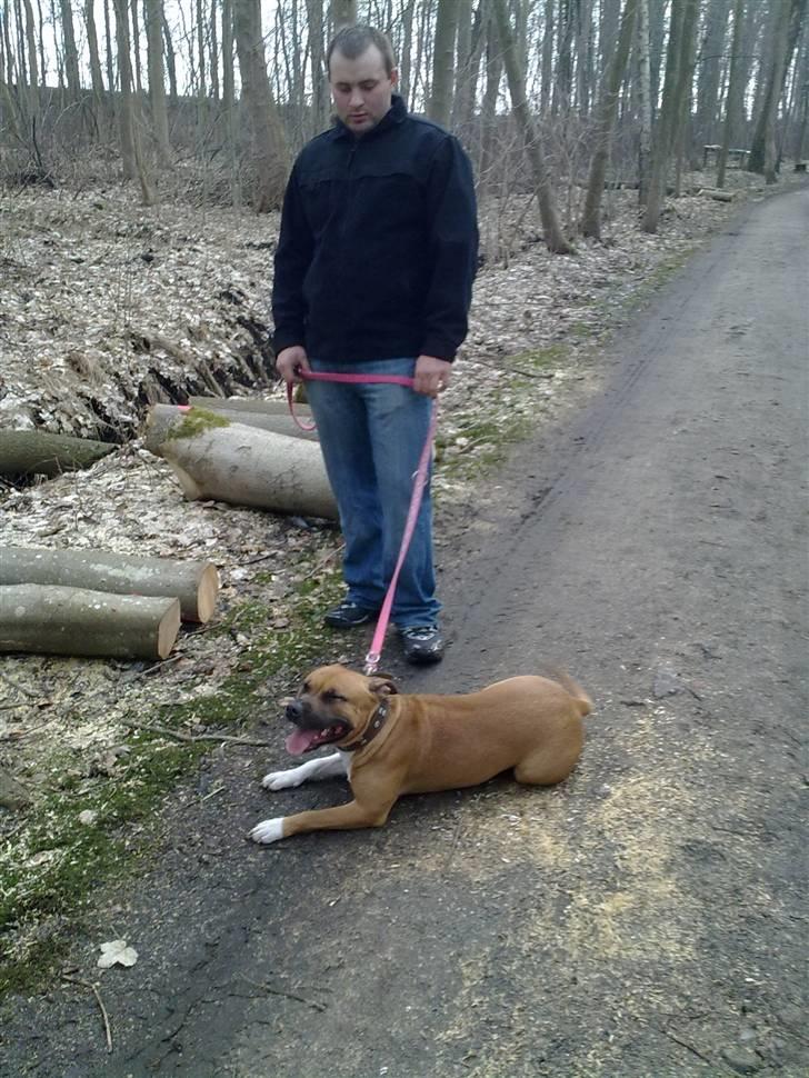 Amerikansk staffordshire terrier Berta billede 8