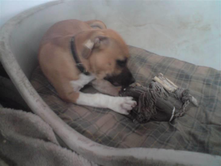 Amerikansk staffordshire terrier Berta billede 9