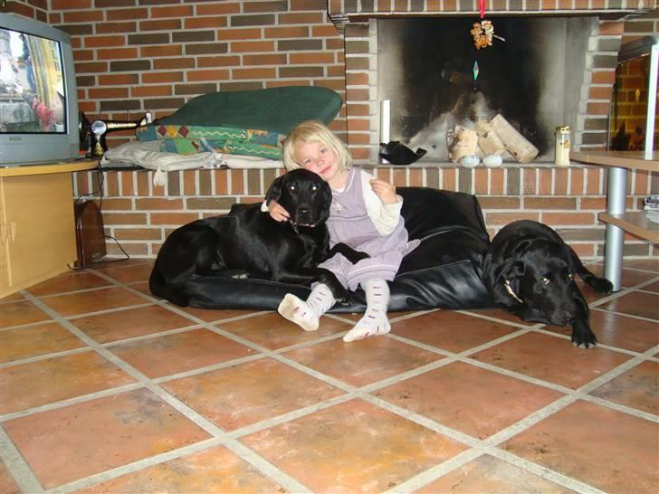 Labrador retriever Linda - hygge med Rebecca billede 6