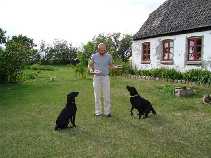 Labrador retriever Linda - Far giver burger billede 7