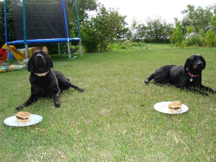 Labrador retriever Linda - vi venter... lad os nu... billede 8