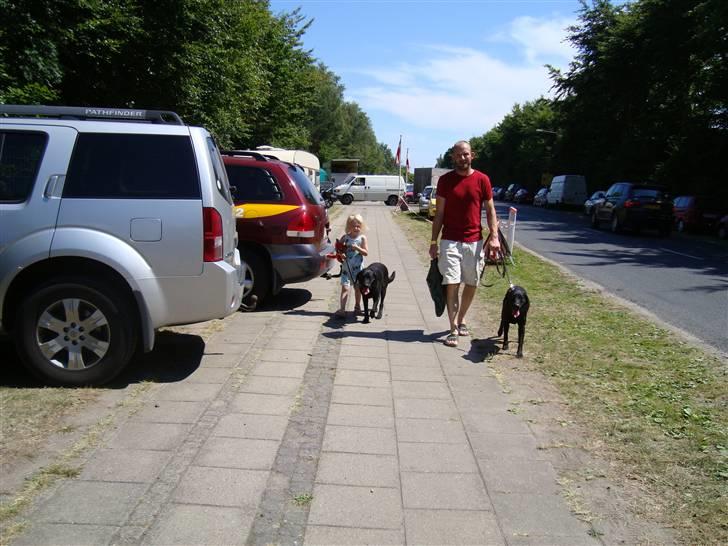 Labrador retriever Linda - på tur billede 9