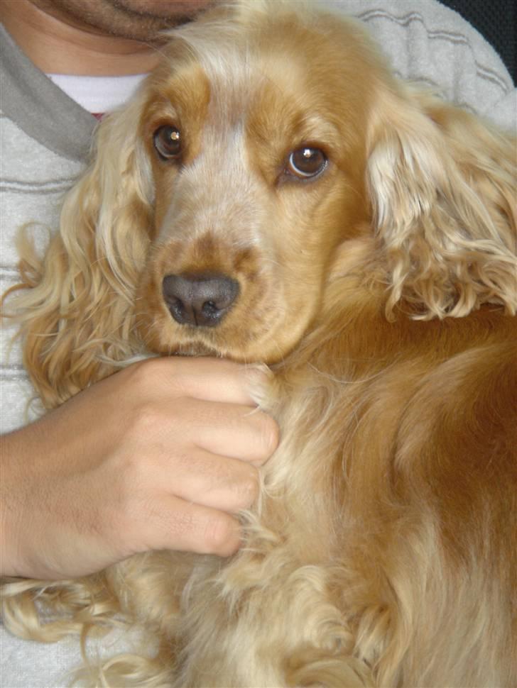 Cocker spaniel EMMA - EMMA 1 ÅR billede 1