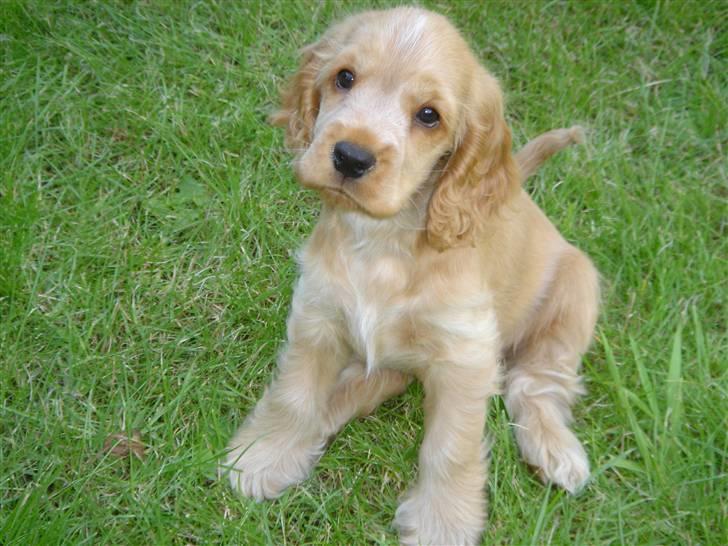 Cocker spaniel EMMA - EMMA 8 UGER billede 2