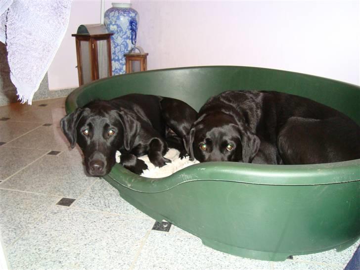 Labrador retriever Linda - hygge i den store kurv billede 10