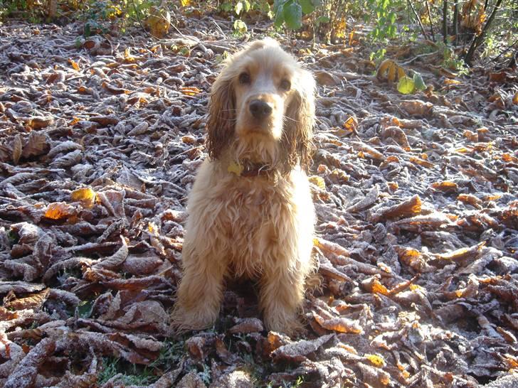 Cocker spaniel EMMA - EMMA 25 UGER billede 3