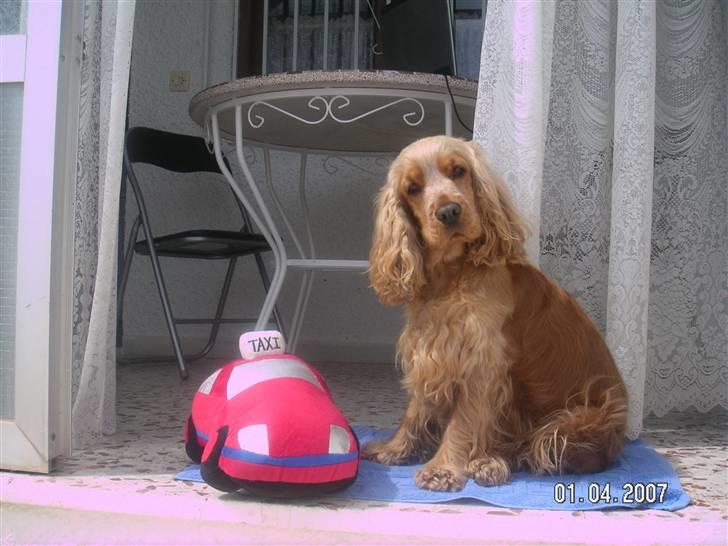 Cocker spaniel EMMA - EMMA ca. 2 ÅR billede 4