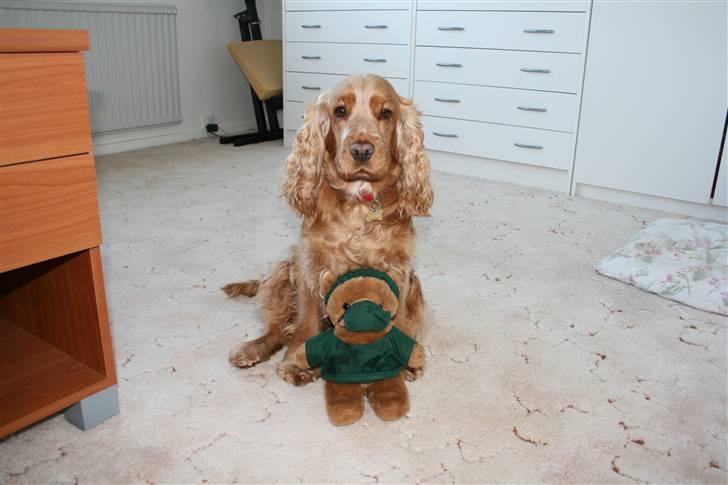 Cocker spaniel EMMA - EMMA ca. 3 ÅR billede 5