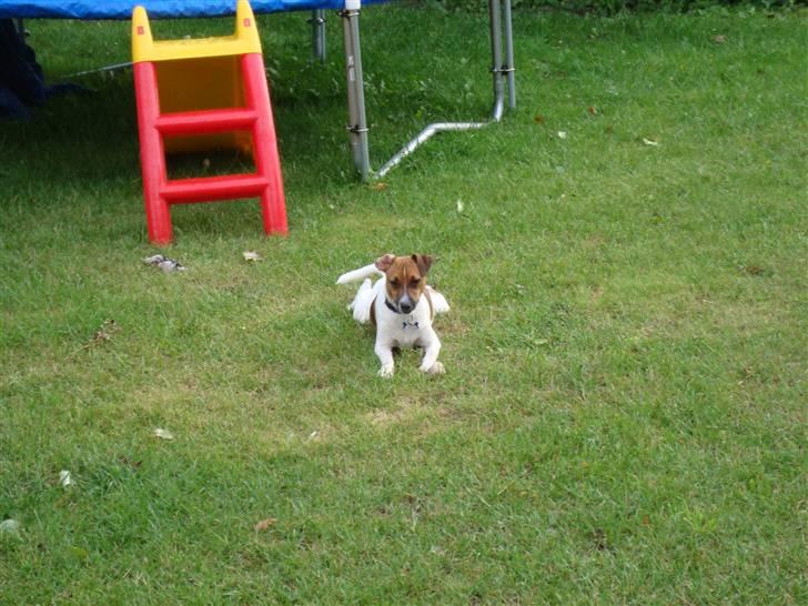 Dansk svensk gaardhund Speedy billede 1