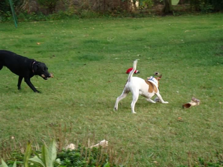 Dansk svensk gaardhund Speedy billede 2