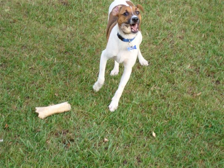 Dansk svensk gaardhund Speedy billede 3