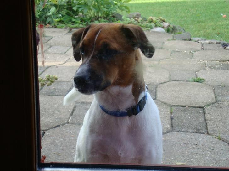 Dansk svensk gaardhund Speedy billede 5