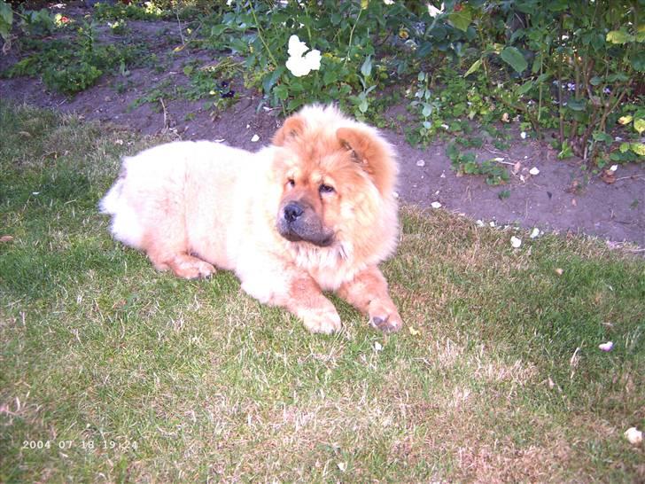 Chow chow Pelis Ringo of Flensborg billede 15
