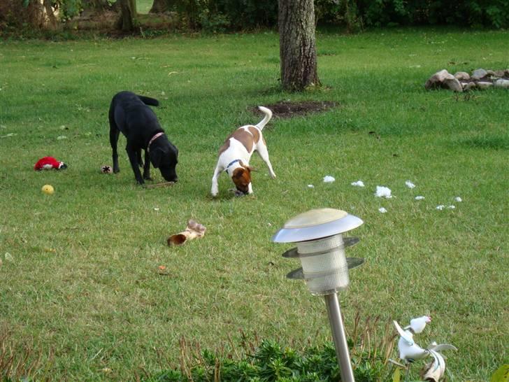 Dansk svensk gaardhund Speedy billede 6
