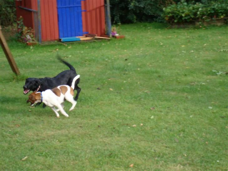 Dansk svensk gaardhund Speedy billede 7