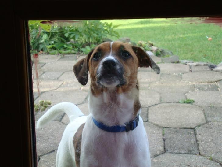 Dansk svensk gaardhund Speedy billede 8