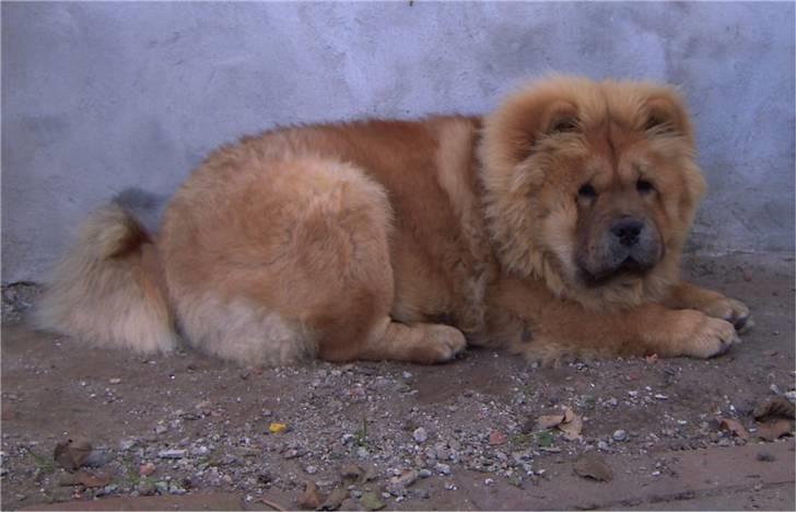 Chow chow Pelis Ringo of Flensborg billede 16