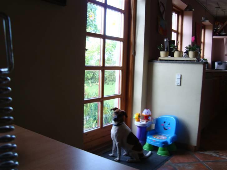 Dansk svensk gaardhund Speedy billede 9