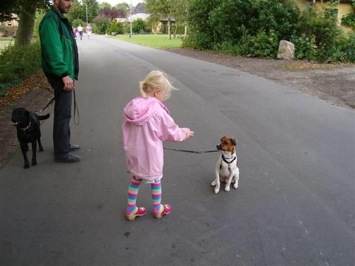 Dansk svensk gaardhund Speedy billede 10