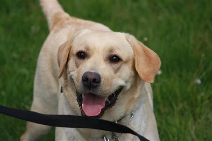 Labrador retriever malou - velkommen til malou´s profil kik på alle de nuttede billeder =D billede 1