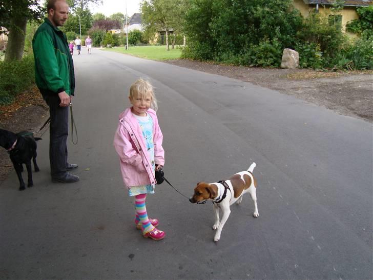 Dansk svensk gaardhund Speedy billede 11