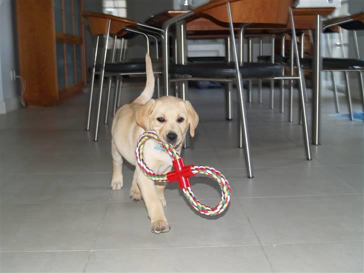 Labrador retriever malou - mit legetøj <3 billede 2