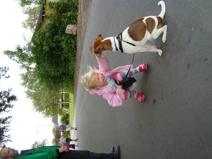 Dansk svensk gaardhund Speedy billede 12