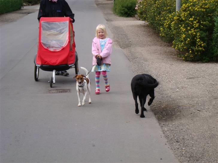 Dansk svensk gaardhund Speedy billede 13