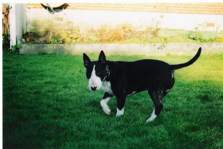 Bullterrier Rex billede 17