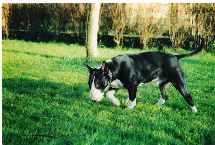 Bullterrier Rex billede 18