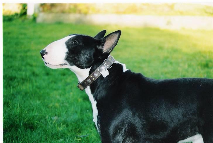 Bullterrier Rex billede 19