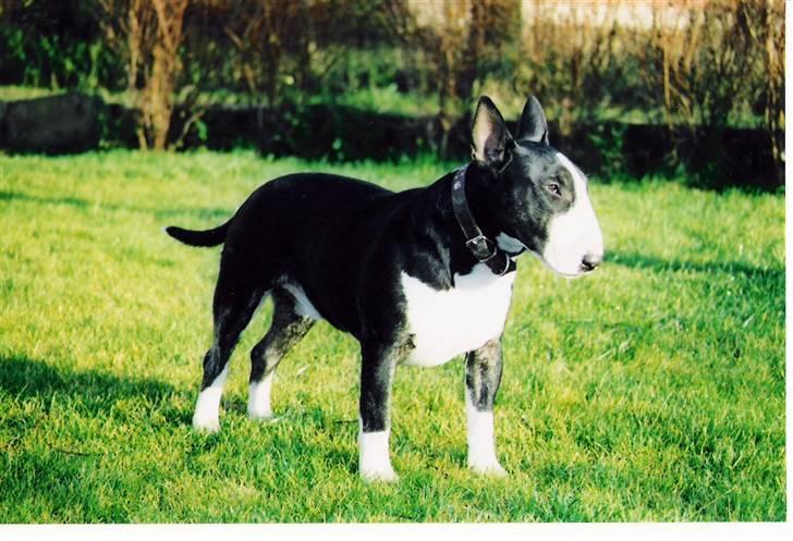 Bullterrier Rex billede 20