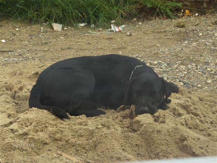 Labrador retriever (formel 1) MAX -  Juli 2008..."Jeg elsker at putte i det kolde sand, når det er varmt" billede 4