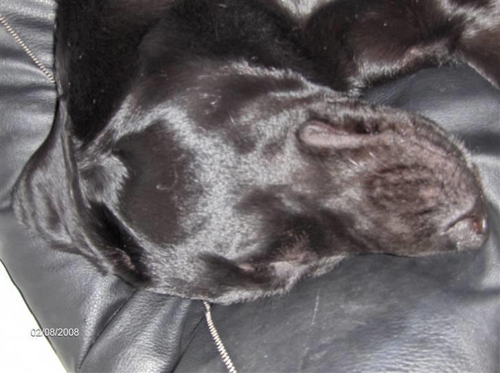 Labrador retriever (formel 1) MAX - August 2008... "Zzzzzzzzzzzzz" billede 6