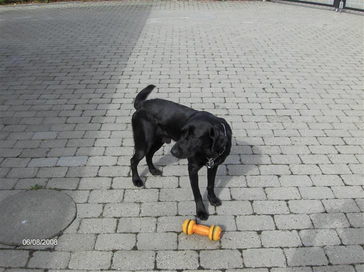 Labrador retriever (formel 1) MAX - 6. August 2008... "Skal vi lege?" billede 7