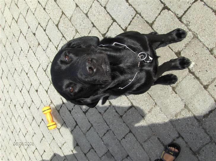 Labrador retriever (formel 1) MAX - 6. August 2008... "Kom nuuuu" billede 8