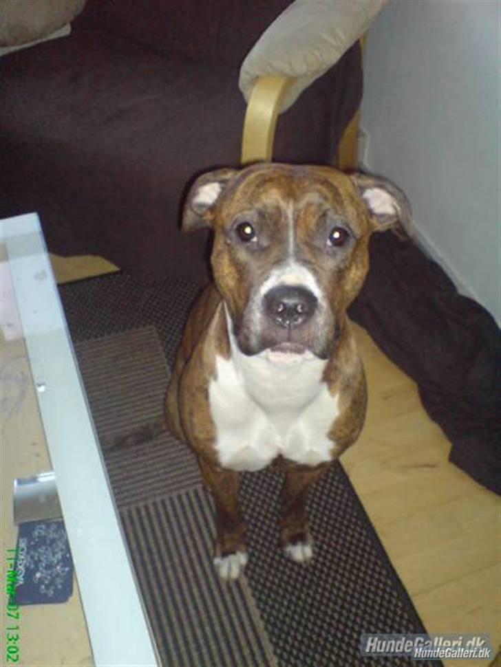 Blanding af racer Ticki  R.I.P billede 1