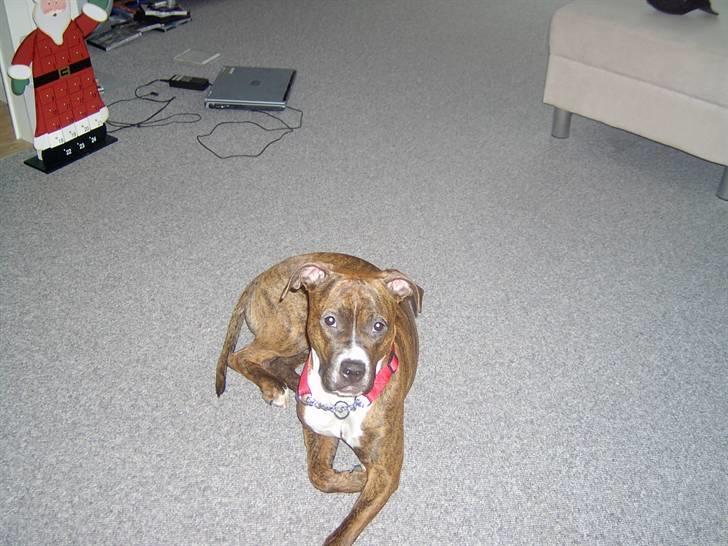 Blanding af racer Ticki  R.I.P billede 2